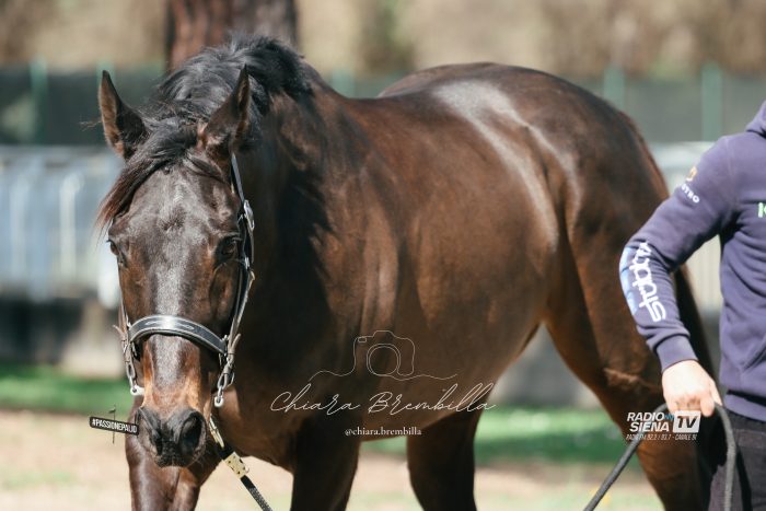 Palio di Siena, 144 cavalli ammessi all&rsquo;Albo 2026 dopo le visite veterinarie