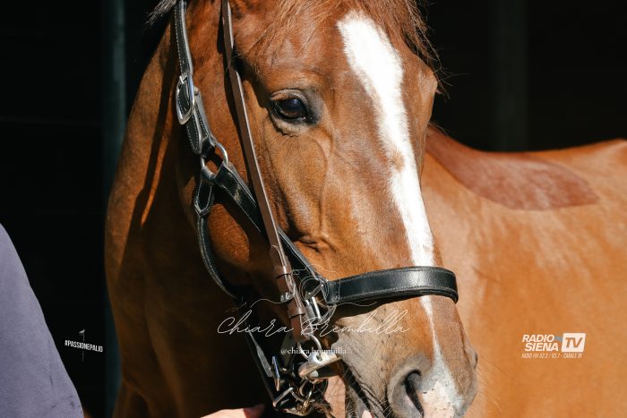 A Pian delle Fornaci i controlli veterinari per l'iscrizione dei cavalli all'Albo - Le foto