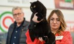 Siena, mostra internazionale felina al PalaOrlandi il 28 e 29 marzo
