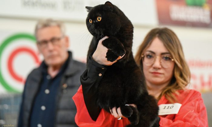 Siena, mostra internazionale felina al PalaOrlandi il 28 e 29 marzo