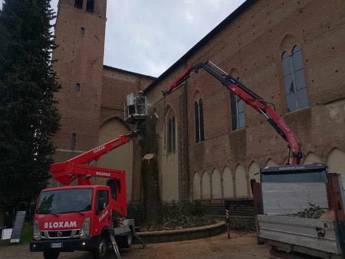 Siena, abbattuto oggi il tiglio di San Domenico