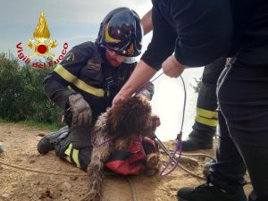 Follonica, cane cade in una scarpata e viene recuperato dai vigili del fuoco: sta bene