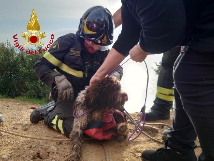 Follonica, cane cade in una scarpata e viene recuperato dai vigili del fuoco: sta bene
