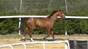 Palio, Augusto Posta: "Con lo sgancio a cigno ci sono pi&ugrave; garanzie di sicurezza"