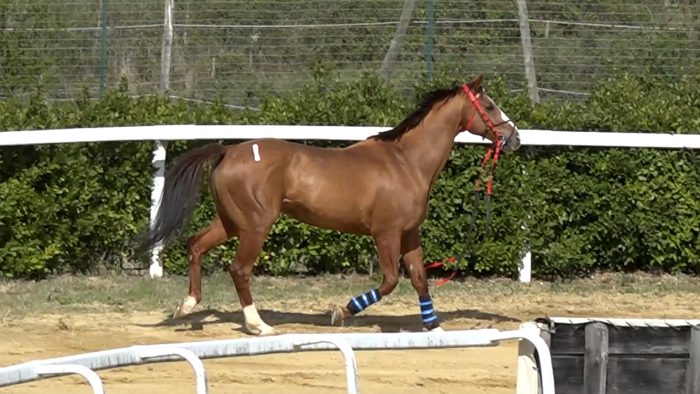 Palio, Augusto Posta: "Con lo sgancio a cigno ci sono pi&ugrave; garanzie di sicurezza"