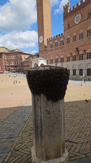 Siena, sciame di api su un colonnino in Piazza del Campo