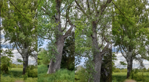 Coordinamento Montagnola Senese: "Taglio alberi ad Arbia nel periodo di nidificazione, lavori da sospendere"