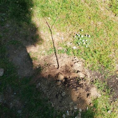 atti vandalici boschetto san miniato 6