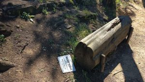 Siena, nuovi atti vandalici al Boschetto di San Miniato. La rabbia dei volontari