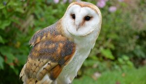 Nasce anche a Siena la delegazione provinciale della LIPU