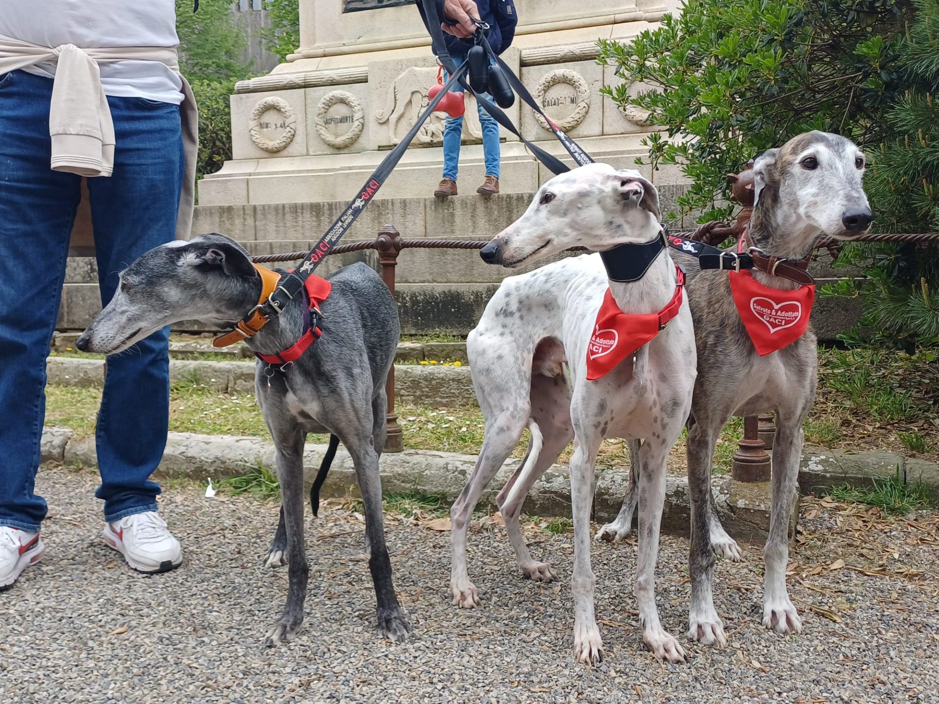 Siena, nelle vie del centro la passeggiata dei levrieri salvati da una brutta fine