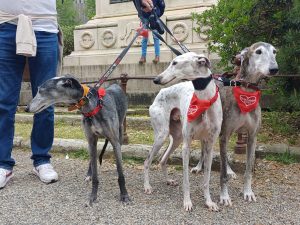 Siena, nelle vie del centro la passeggiata dei levrieri salvati da una brutta fine