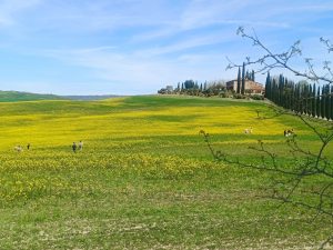 Val d&rsquo;Orcia presa d&rsquo;assalto a Pasqua: il turismo selvaggio riaccende l&rsquo;allarme sicurezza