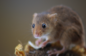 Hantavirus, Liberti: "In Italia casi rarissimi, ma oltre il 60% delle malattie infettive dell&rsquo;uomo ha origine animale"