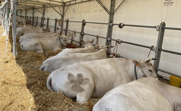 Montepulciano, a Tre Berte entra nel vivo la 42esima Fiera dell&rsquo;Agricoltura