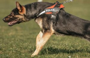 "La gestione dei cani in sicurezza": a Siena un convegno con esperti, istituzioni e mondo veterinario