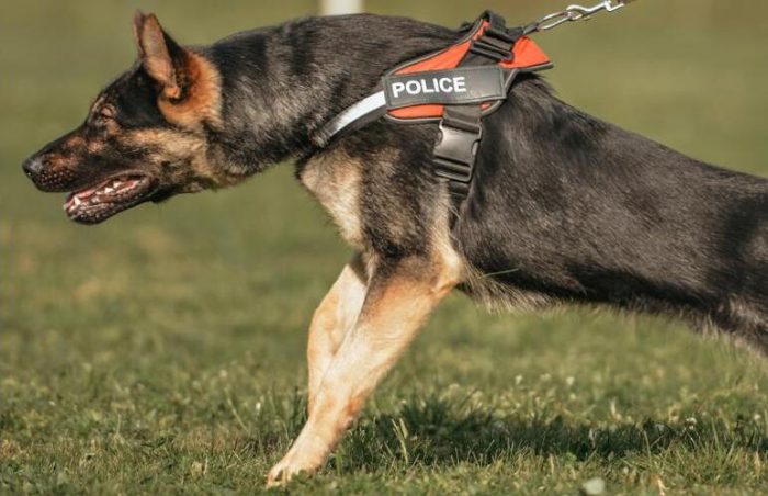 "La gestione dei cani in sicurezza": a Siena un convegno con esperti, istituzioni e mondo veterinario