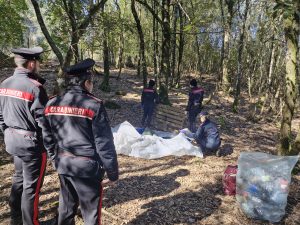Monticiano, scoperto e smantellato un nuovo bivacco dello spaccio nei boschi