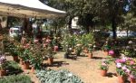 Torna “Siena in Fiore” nei giardini della fontana di San Prospero