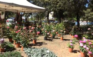 Torna &ldquo;Siena in Fiore&rdquo; nei giardini della fontana di San Prospero