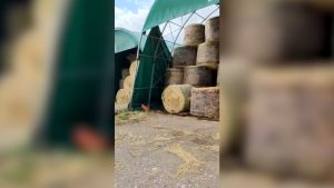 Tromba d&rsquo;aria colpisce azienda agricola a Ville di Corsano: distrutti tunnel, capannoni e fieno