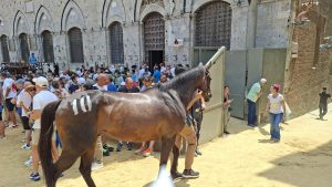 Palio di luglio. Le genealogie dei dieci cavalli scelti per la carriera