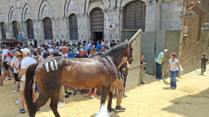 Palio di luglio. Le genealogie dei dieci cavalli scelti per la carriera