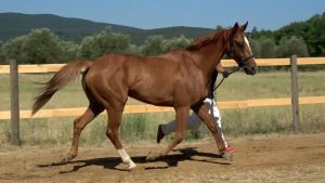 Palio 16 agosto, gli orari delle previsite al Ceppo