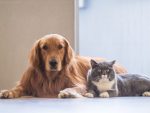 A Montepulciano sarà possibile tumulare le ceneri degli animali d’affezione assieme al proprietario