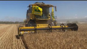Raccolta grano in Provincia di Siena, prodotto di buona qualit&agrave; ma preoccupazione per i prezzi