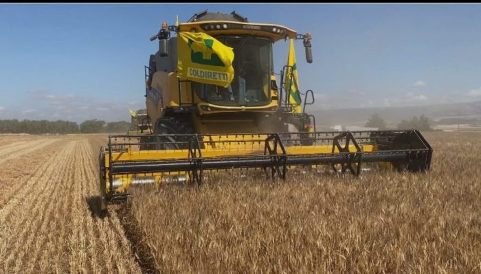 Raccolta grano in Provincia di Siena, prodotto di buona qualit&agrave; ma preoccupazione per i prezzi