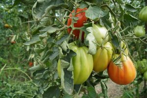 Clima, l&rsquo;eccezionale ondata di calore sta creando molte difficolt&agrave; agli agricoltori