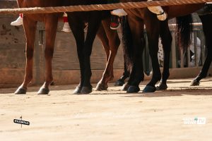 Palio di Siena 16 agosto: l'ordine d'ingresso ai canapi della prima prova