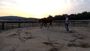 Palio di agosto verso un lotto di cavalli senza le tre punte?