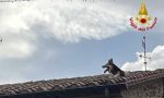 Scivola e rimane bloccato sul tetto, insolito salvataggio di un cane a parte dei Vigili del Fuoco