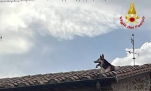 Scivola e rimane bloccato sul tetto, insolito salvataggio di un cane a parte dei Vigili del Fuoco