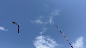 Storni fuori porta Camollia, installato un dissuasore per uccelli