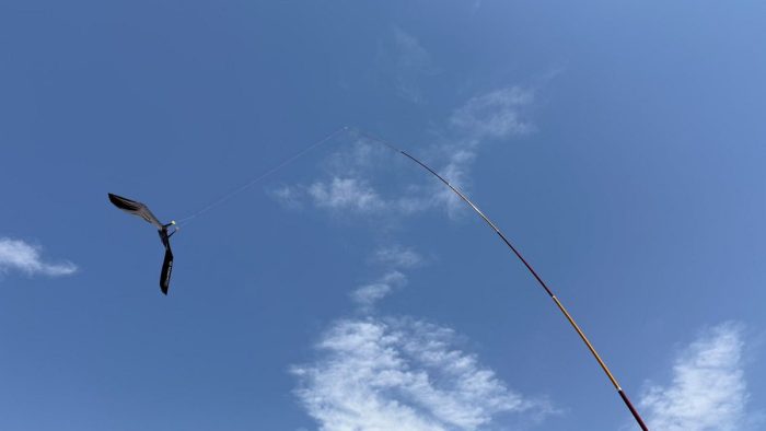 Storni fuori porta Camollia, installato un dissuasore per uccelli
