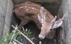 Chiusdino: finisce in un canale di scolo, daino salvato dai Vigili del Fuoco