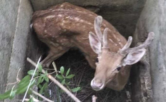 Chiusdino: finisce in un canale di scolo, daino salvato dai Vigili del Fuoco
