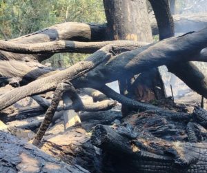 Spento l'incendio boschivo a Sovicille, in corso la bonifica della zona