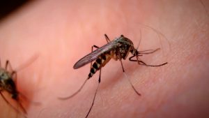 Zanzare, la lotta all'arbovirosi dei comuni e della Asl Tse
