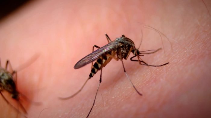 Zanzare, la lotta all'arbovirosi dei comuni e della Asl Tse