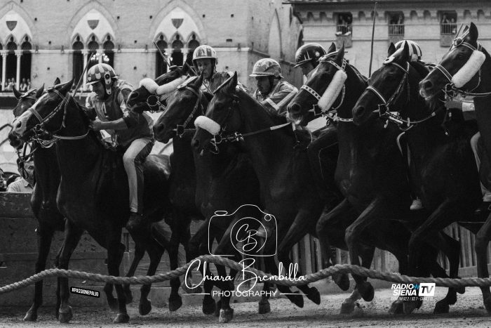 Palio di Siena, Protocollo Equino 2026: definiti i criteri per l&rsquo;assegnazione dei contributi