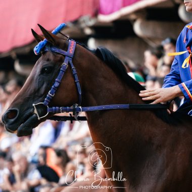 Prova generale Palio agosto 2026 (41)