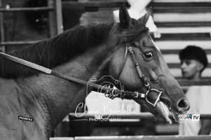 Palio di Siena, ecco le batterie della Tratta