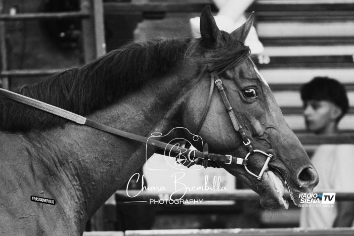 Palio di Siena, ecco le batterie della Tratta