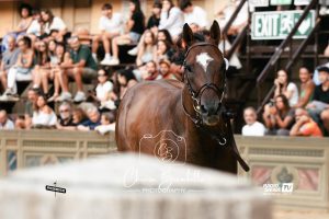 Palio di Siena, il programma della seconda giornata di prove regolamentate