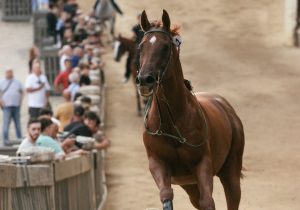 Palio di Siena 16 agosto: il valzer delle monte in tempo reale