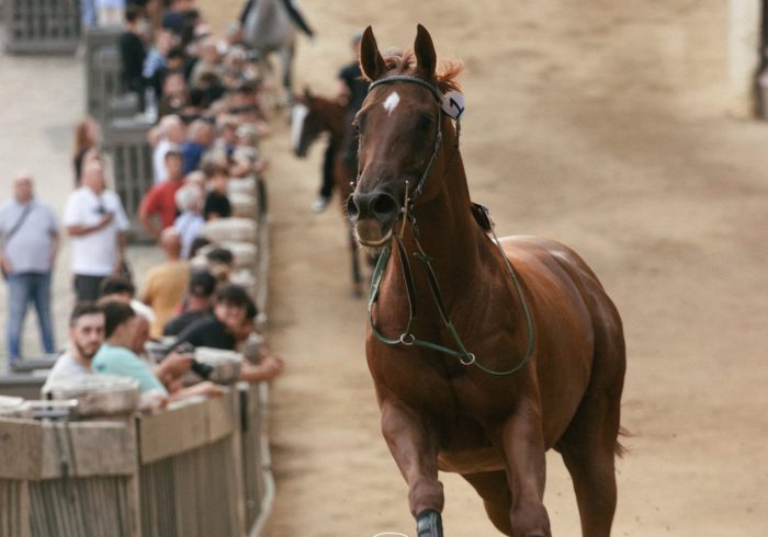 Palio di Siena 16 agosto: il valzer delle monte in tempo reale